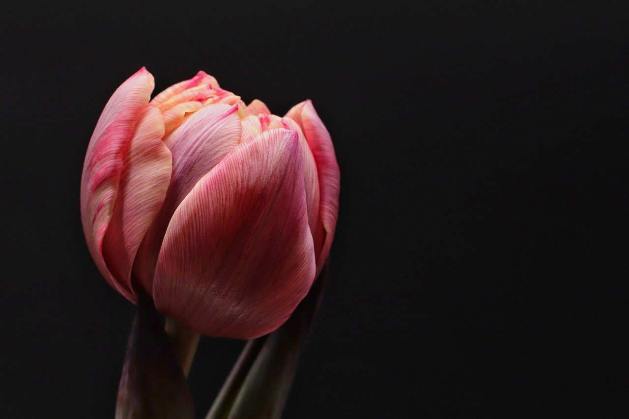 tulip, flower, bloom-6994245.jpg